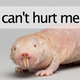 Illustration for article titled The naked mole rat cant feel pain from acid burns. Now we know why.